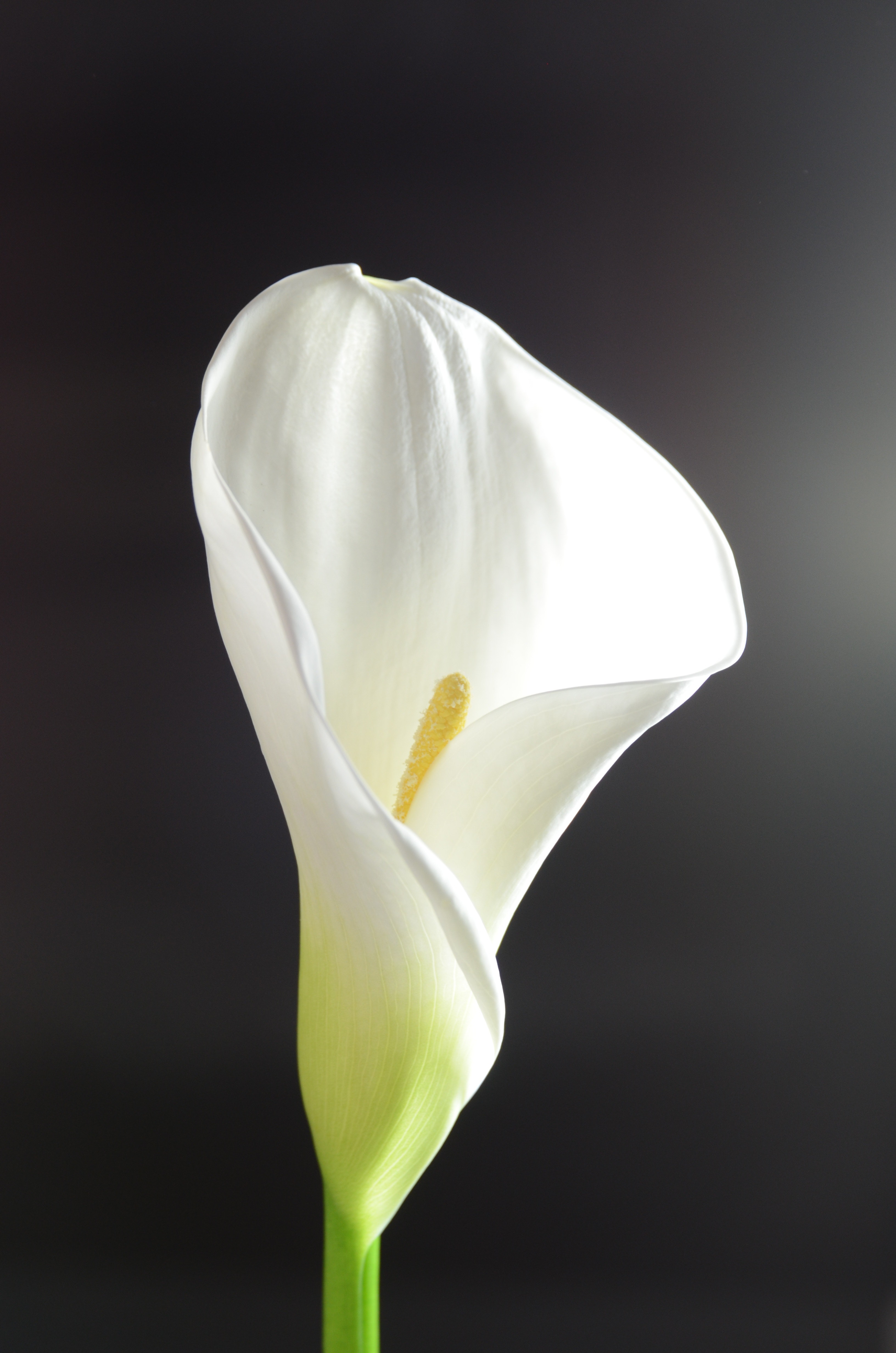 Calla Lily Transformasi dan Pertumbuhan