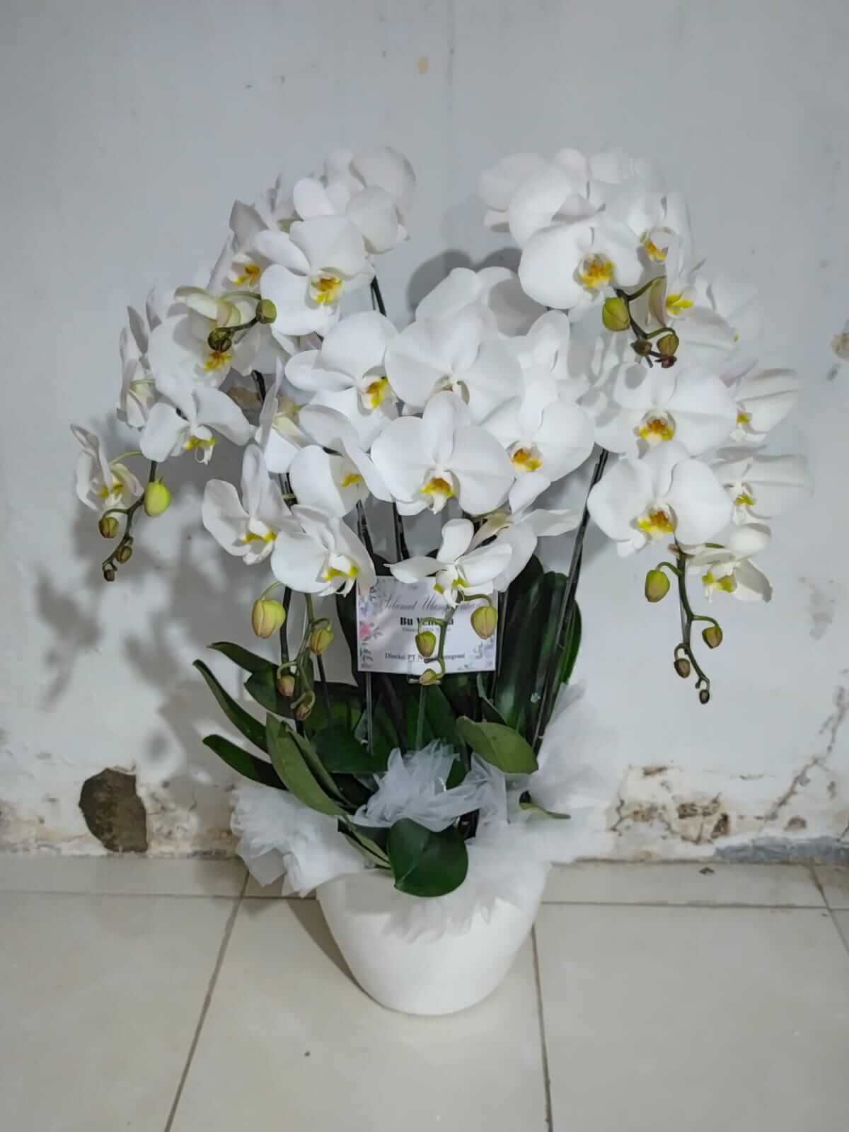 Keindahan dan Manfaat Tanaman dalam Ruangan untuk Kesehatan dan Kreativitas