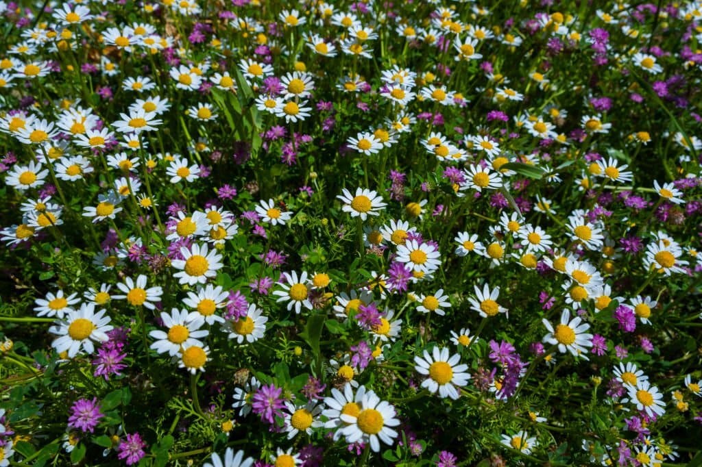 Cara Menanam Aster di Kebun Anda